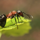 An ant on a leaf.